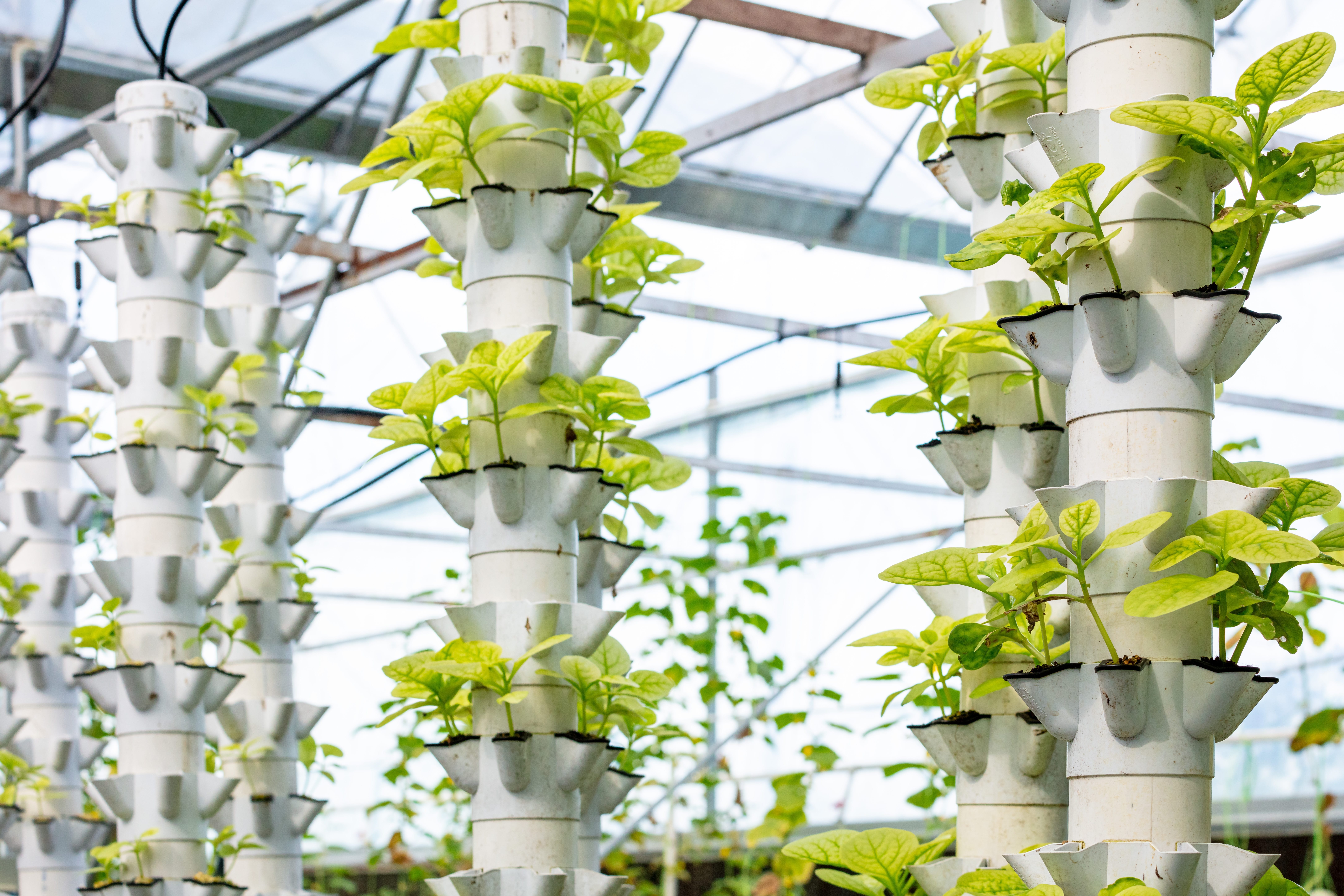 Commercial vertical farm greenhouse with multiple rows of hydroponic aeroponic tower systems growing fresh produce
